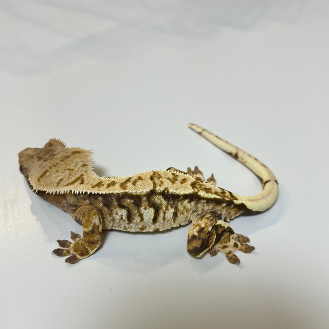 트라이 익스트림할리퀸