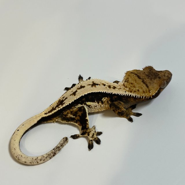 블랙 화이트 텐저린 트라이