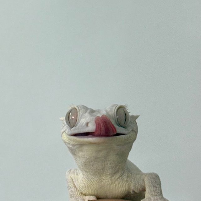 팬텀 릴리화이트