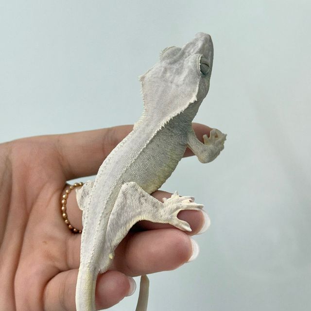 팬텀 릴리화이트