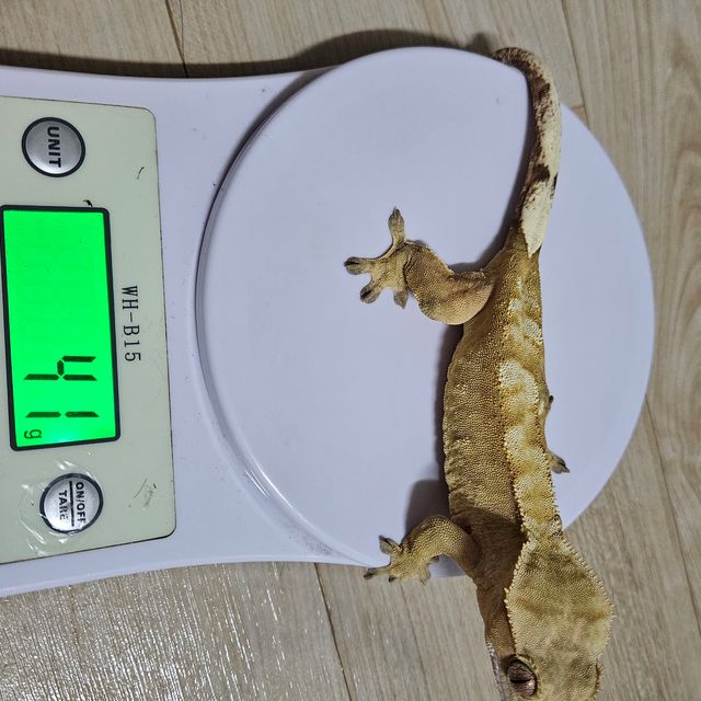노멀 브린들