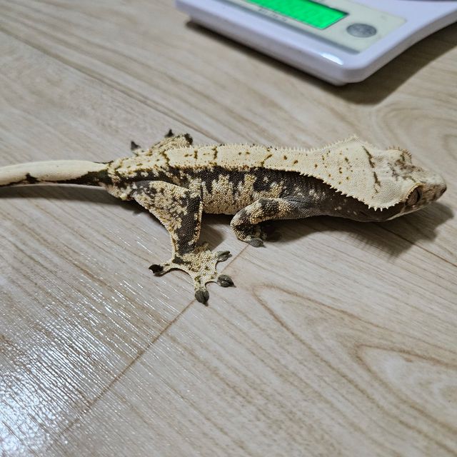 노멀 트라이 드리피