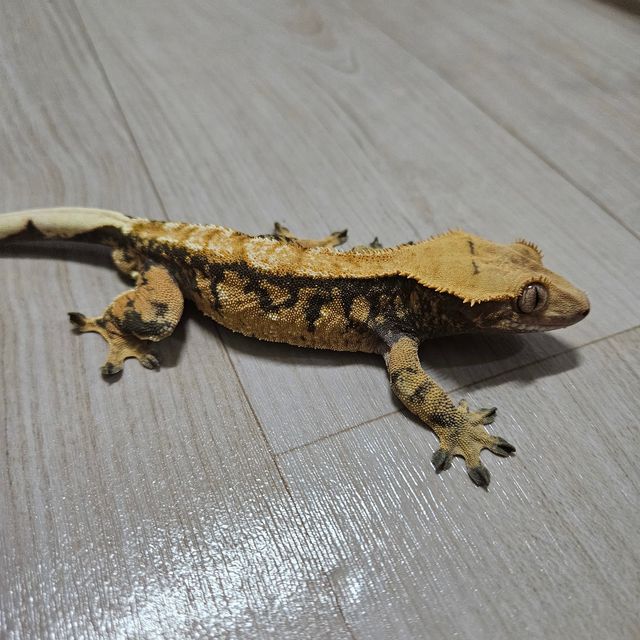 노멀 트라이 화이트포트홀 화이트스팟