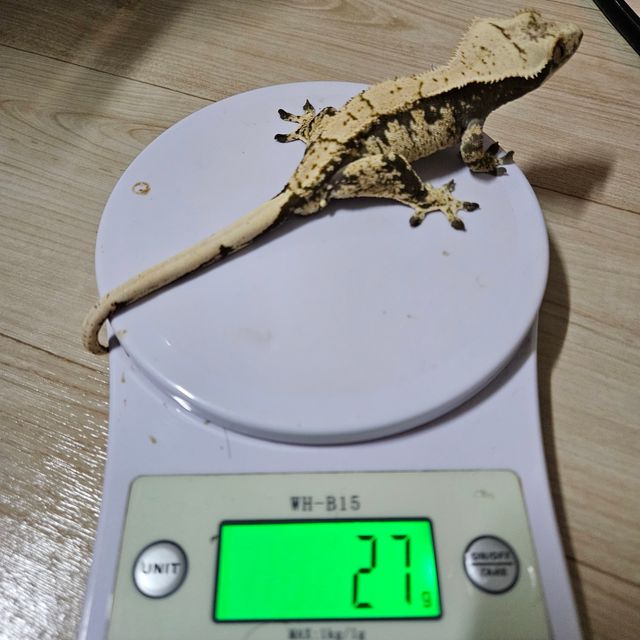 노멀 트라이 드리피