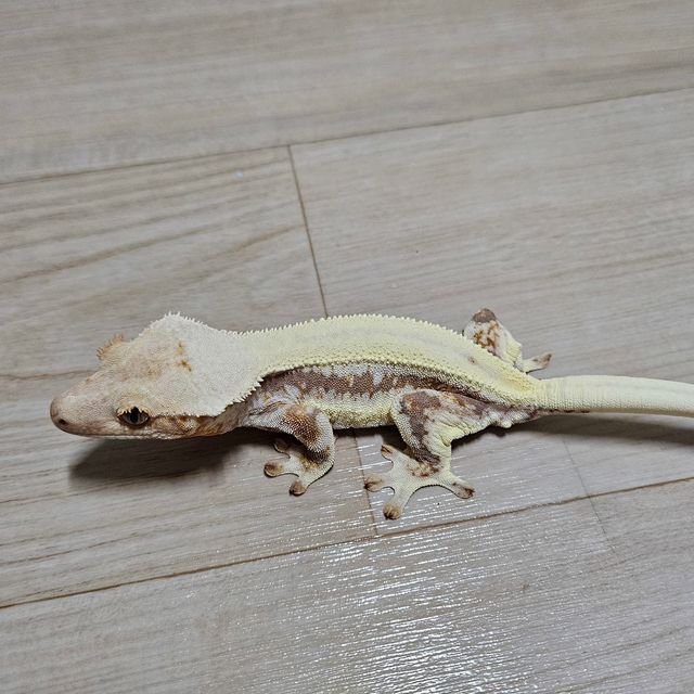 릴리화이트