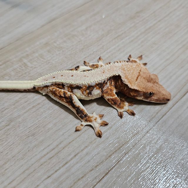 릴리화이트 트라이 드리피