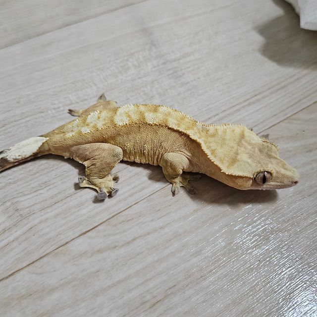 노멀 브린들