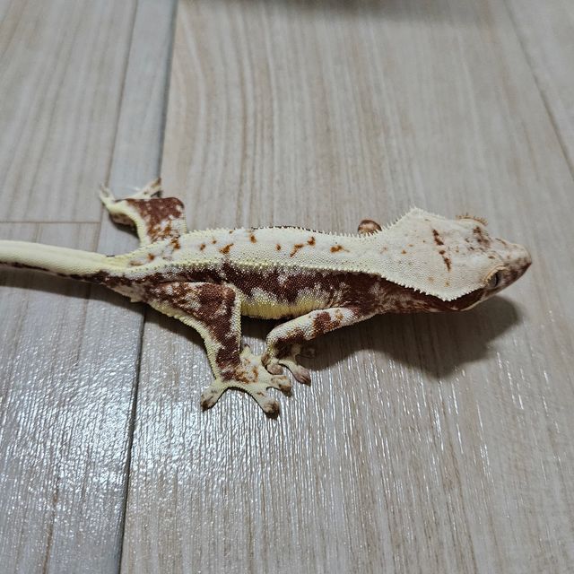 릴리화이트 레드 화이트