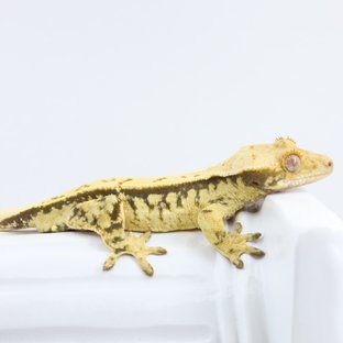 노멀 익스트림할리퀸