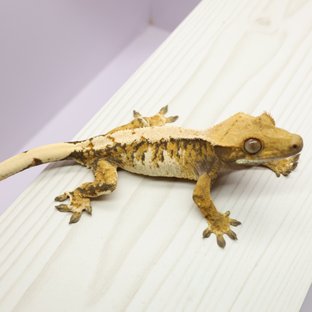 텐저린 트라이 익스트림할리퀸