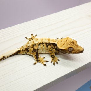 텐저린 트라이 익스트림할리퀸