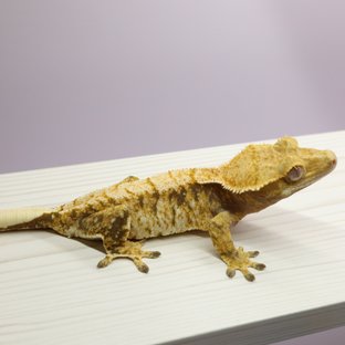 트라이 익스트림할리퀸