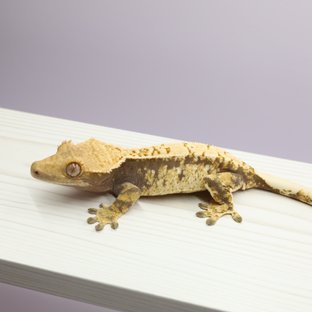 트라이 익스트림할리퀸