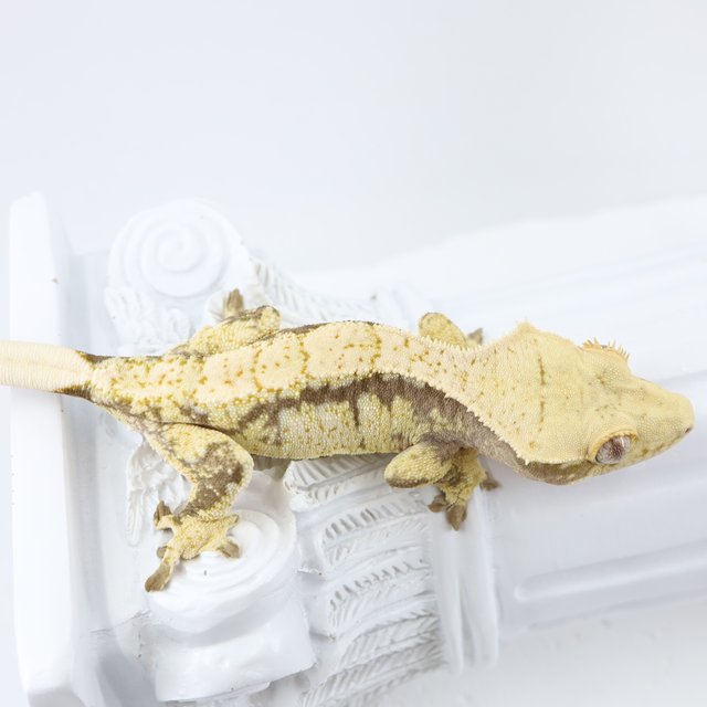 노멀 드리피 쿼드