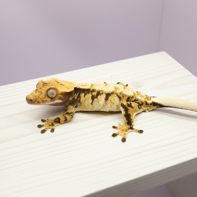 텐저린 트라이 익스트림할리퀸