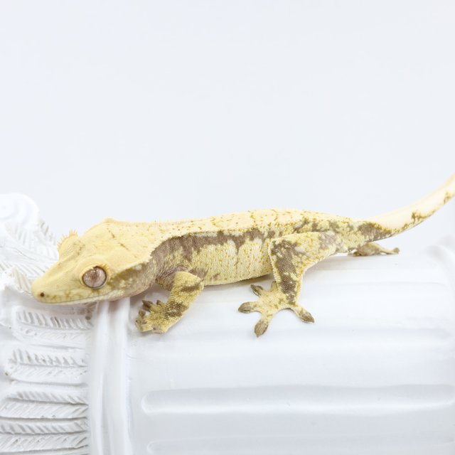 노멀 드리피 쿼드