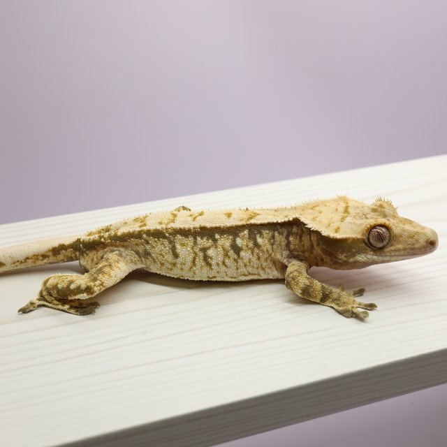 노멀 트라이 익스트림할리퀸