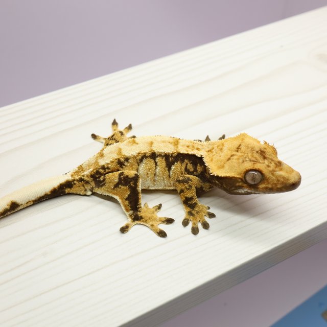 텐저린 트라이 익스트림할리퀸