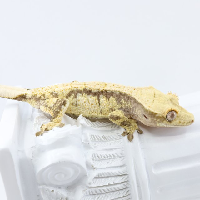 노멀 드리피 쿼드