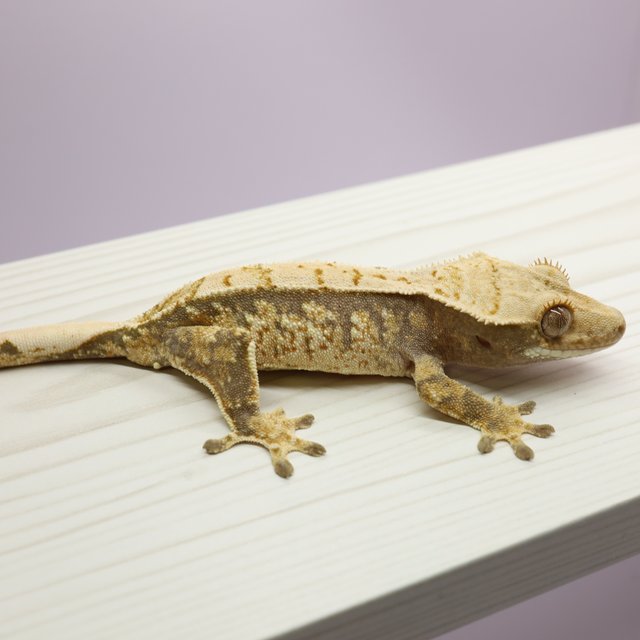 노멀 트라이 익스트림할리퀸