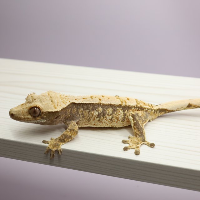 노멀 트라이 익스트림할리퀸