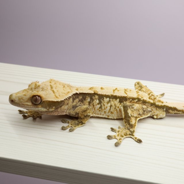 노멀 트라이 익스트림할리퀸