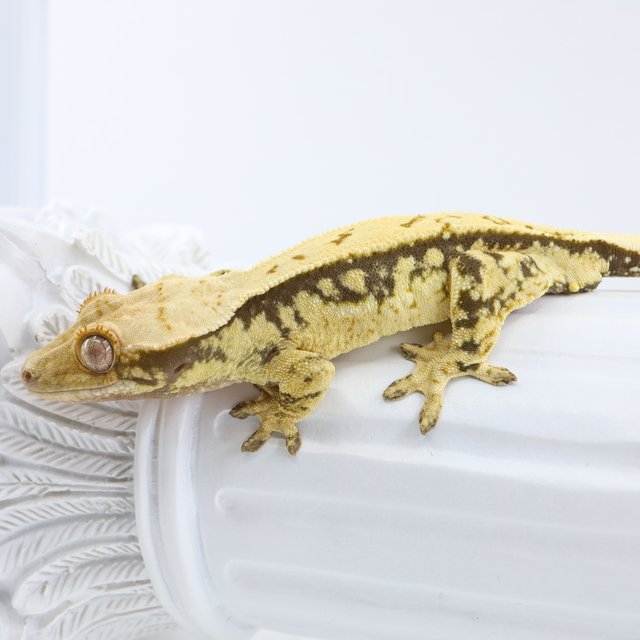 노멀 익스트림할리퀸