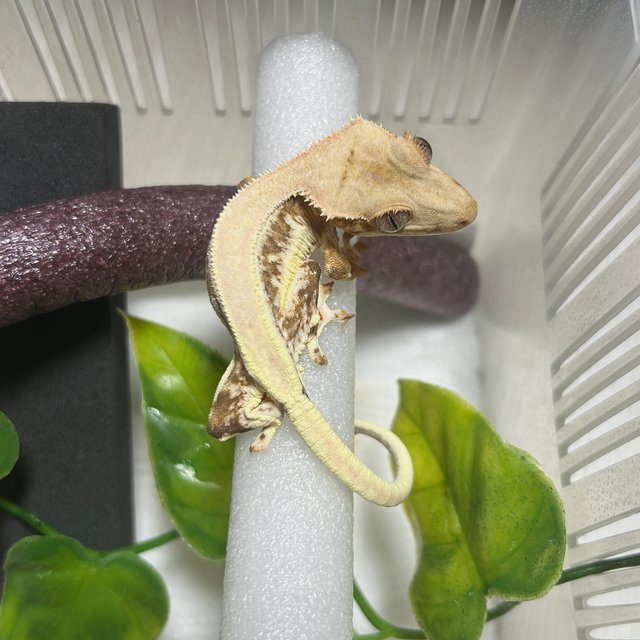 릴리화이트 트라이 풀핀 솔리드백