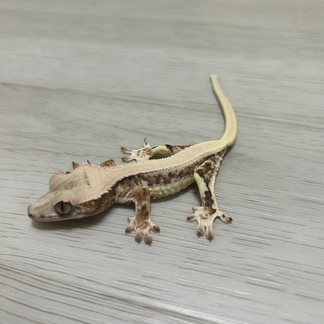 릴리화이트 트라이 풀핀 솔리드백