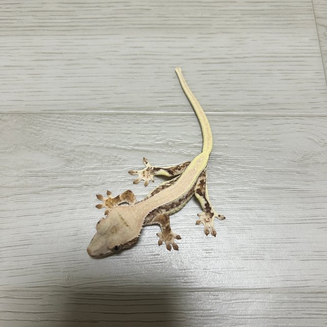 릴리화이트 트라이 풀핀 솔리드백