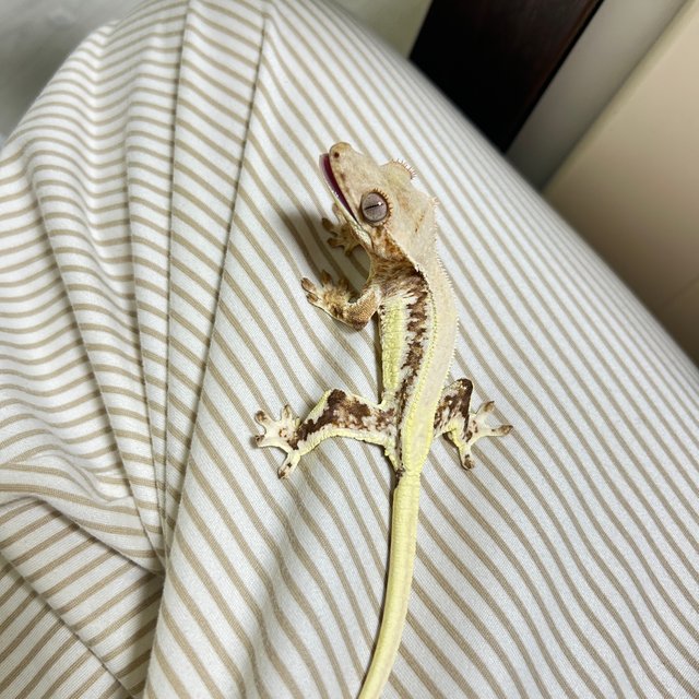 릴리화이트 트라이 풀핀 솔리드백