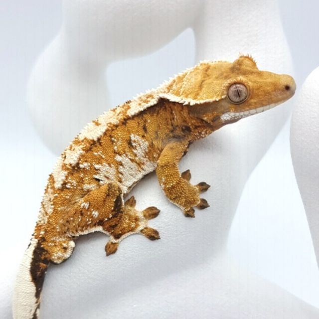 트라이 익스트림할리퀸 텐저린 바브