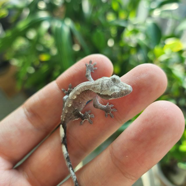 아잔틱