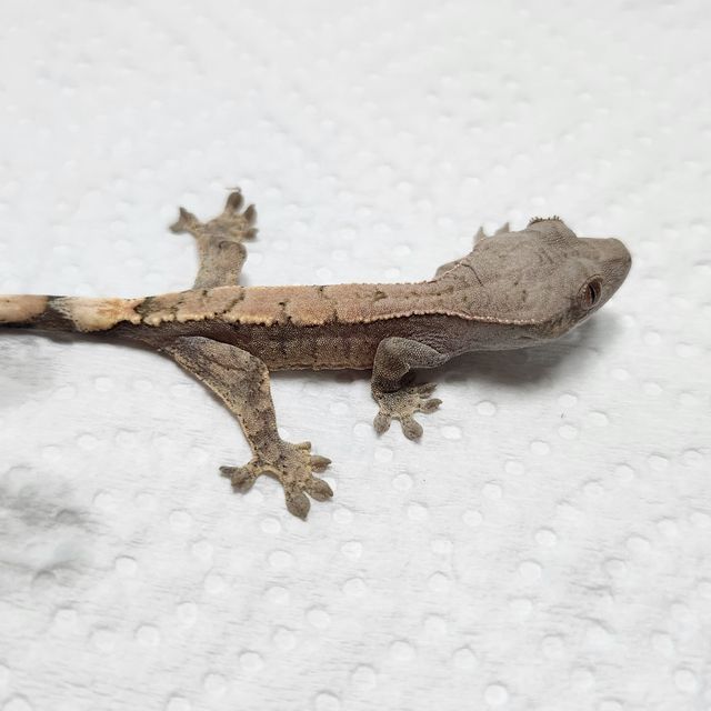 세이블