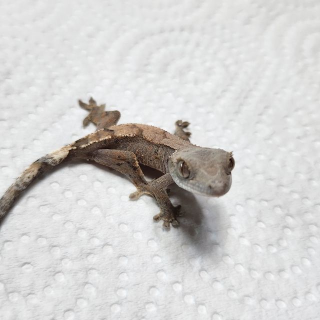 세이블