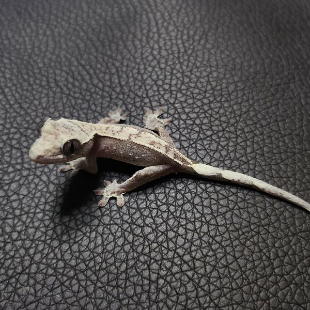 아잔틱