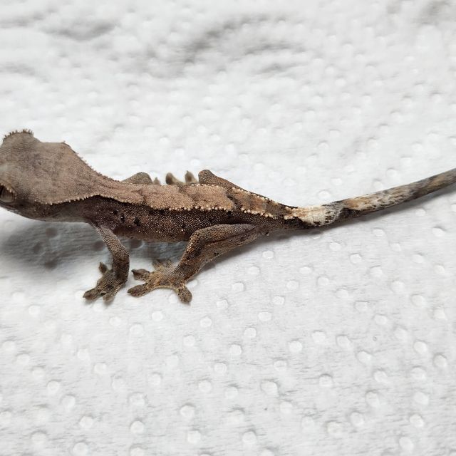 세이블