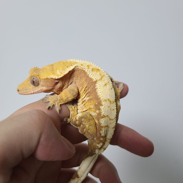 노멀 레드 트라이
