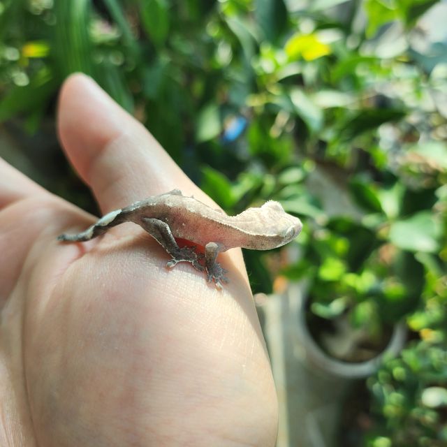 아잔틱