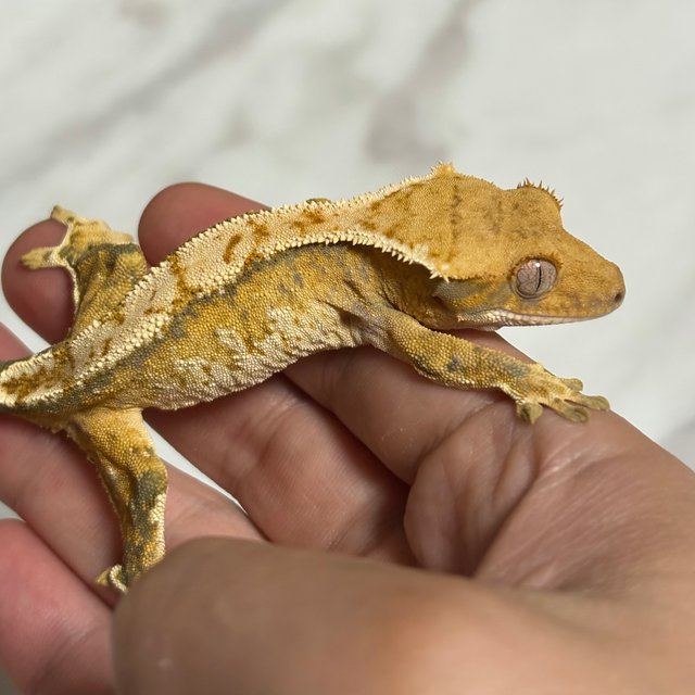 노멀 트라이 익스트림할리퀸