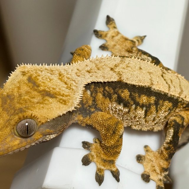 노멀 트라이 익스트림할리퀸