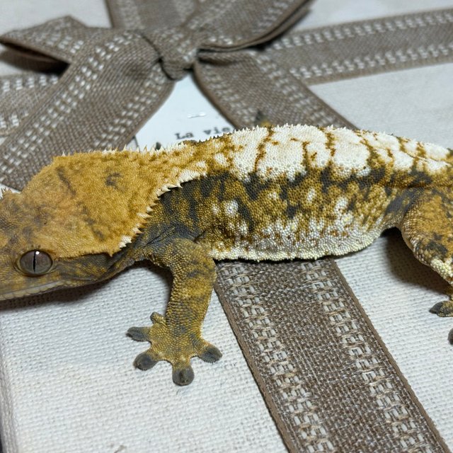 노멀 트라이 익스트림할리퀸