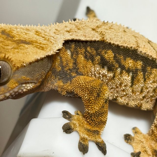 노멀 트라이 익스트림할리퀸