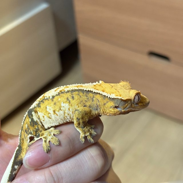 노멀 트라이 익스트림할리퀸