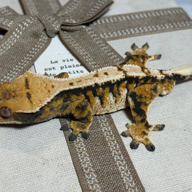 노멀 트라이 익스트림할리퀸