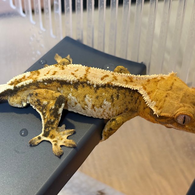 노멀 트라이 익스트림할리퀸