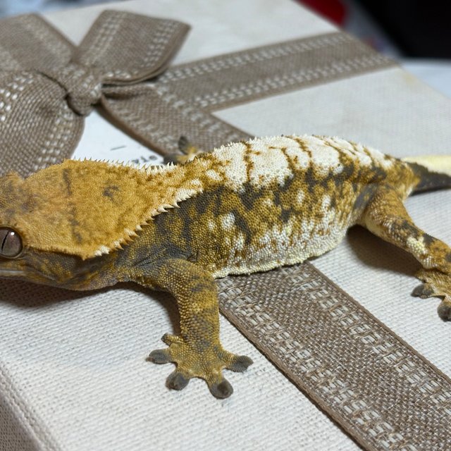 노멀 트라이 익스트림할리퀸