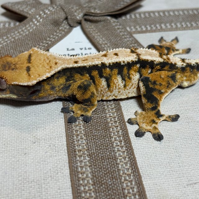 노멀 트라이 익스트림할리퀸