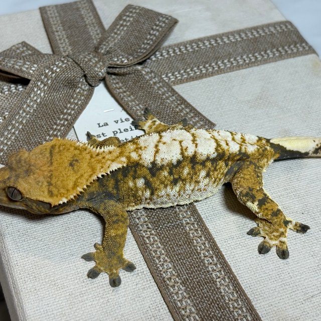 노멀 트라이 익스트림할리퀸