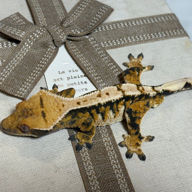 노멀 트라이 익스트림할리퀸